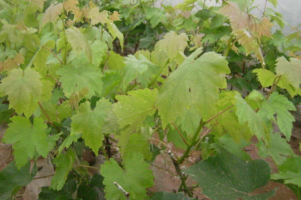 巨峰葡萄管理技術視頻