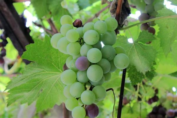 巨峰葡萄管理技術視頻