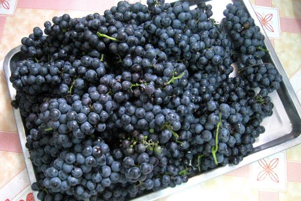 小葡萄是什么品種