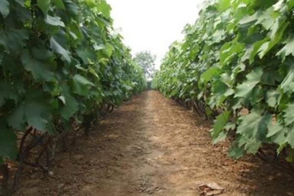 巨峰葡萄管理技術視頻