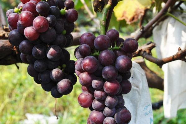 巨峰葡萄管理技術視頻