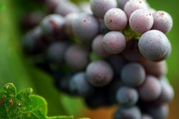 巨峰葡萄管理技術視頻