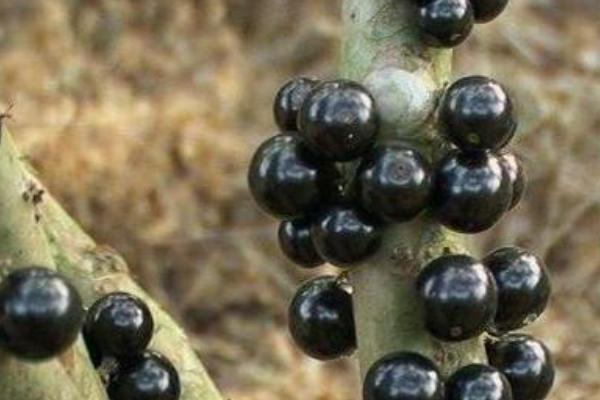 樹葡萄功效與作用及禁忌