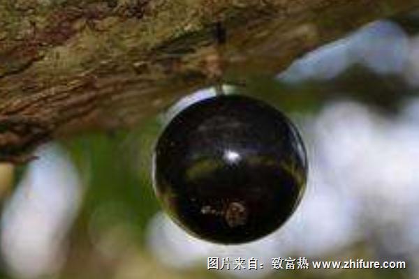 樹葡萄功效與作用及禁忌