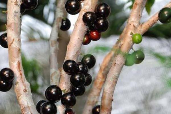 樹葡萄功效與作用及禁忌
