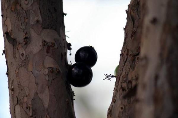 樹葡萄功效與作用及禁忌