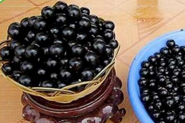 樹葡萄功效與作用及禁忌