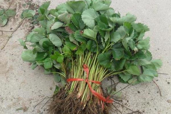 草莓苗市場價格多少錢一顆