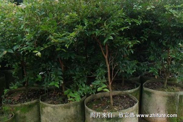 樹(shù)葡萄樹(shù)苗價(jià)格多少錢(qián)一株