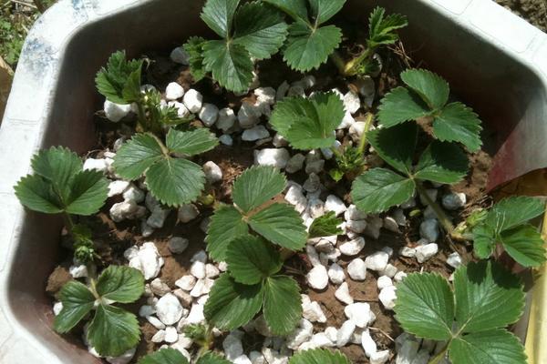 草莓苗市場價格多少錢一顆