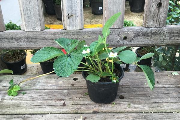 草莓苗市場價格多少錢一顆