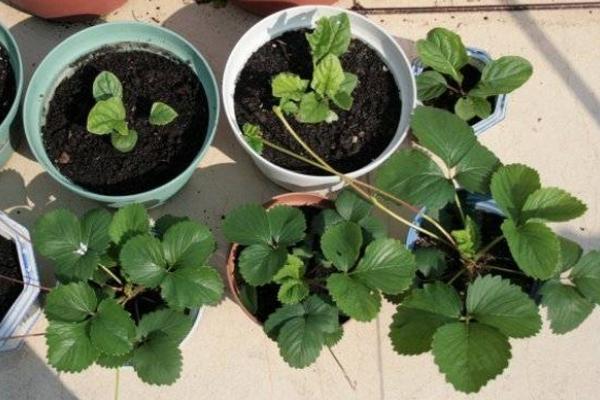 草莓苗市場價格多少錢一顆