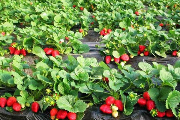 草莓苗市場價格多少錢一顆