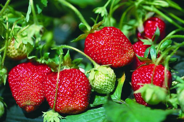 草莓苗市場價格多少錢一顆