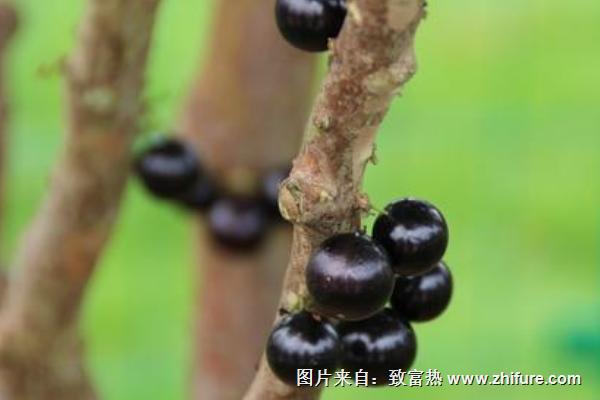 樹(shù)葡萄種植技術(shù)