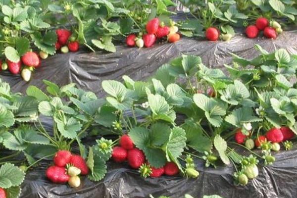 草莓苗市場價格多少錢一顆