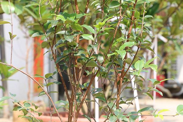 樹葡萄種植技術