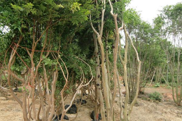 樹葡萄種植技術