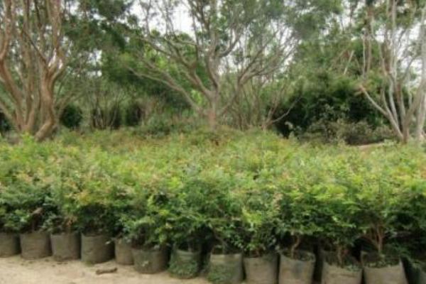 樹葡萄種植技術