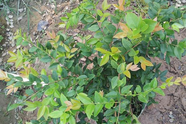 樹葡萄種植技術