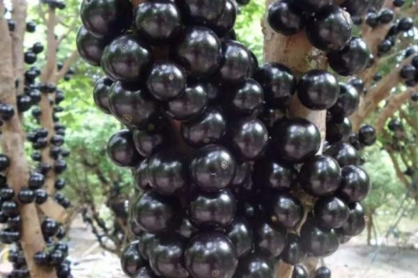 樹葡萄種植技術