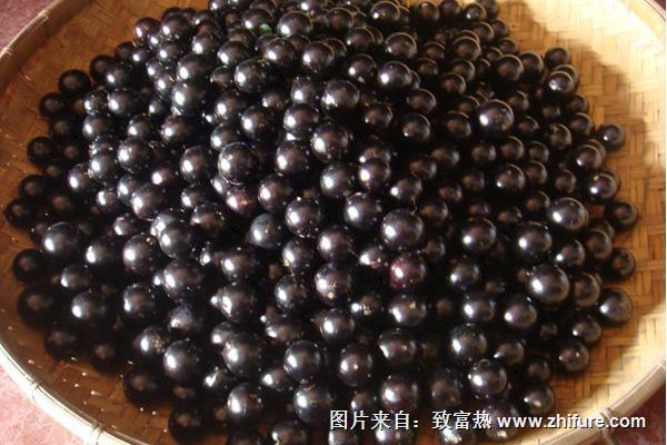 樹(shù)葡萄好吃嗎