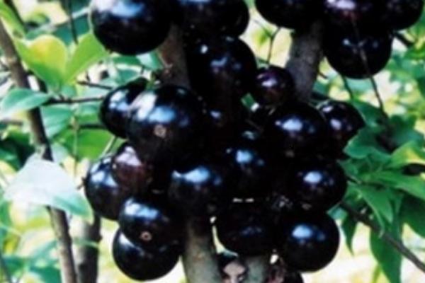 樹葡萄好吃嗎