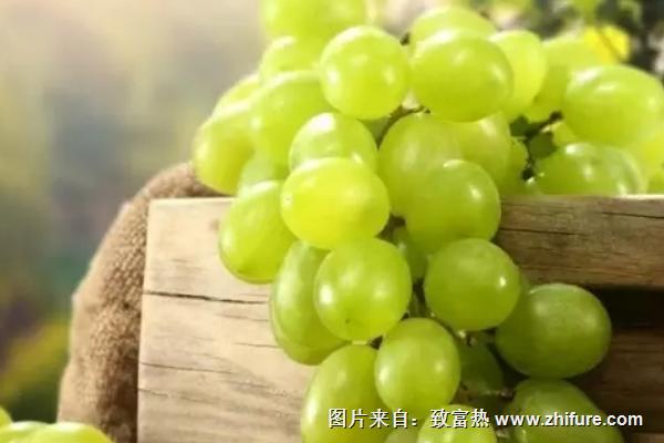 小蜜蜂葡萄產地在哪里