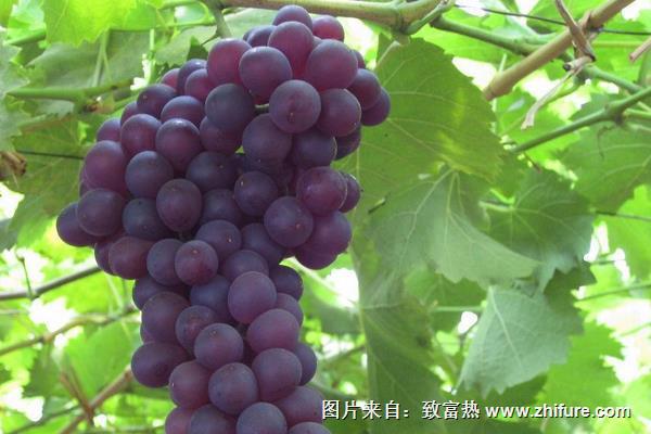 玫瑰香葡萄苗價(jià)格多少錢一株