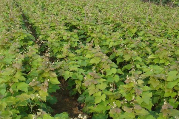 玫瑰香葡萄苗價格多少錢一株