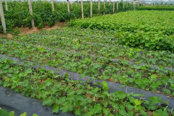 玫瑰香葡萄苗價格多少錢一株