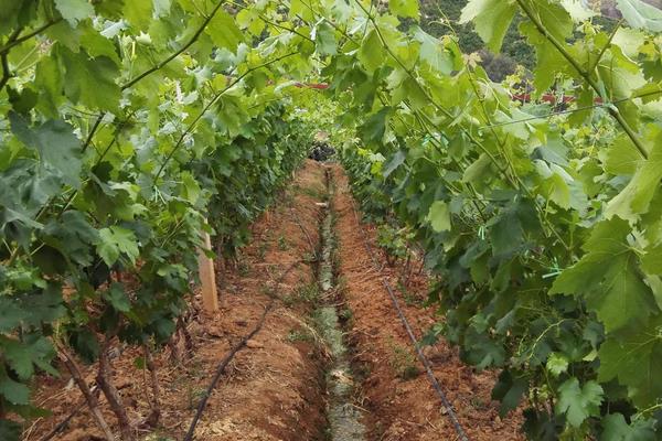 玫瑰香葡萄苗價格多少錢一株