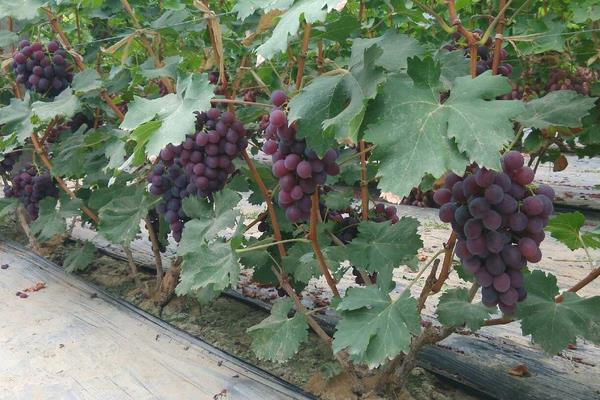 玫瑰香葡萄苗價格多少錢一株