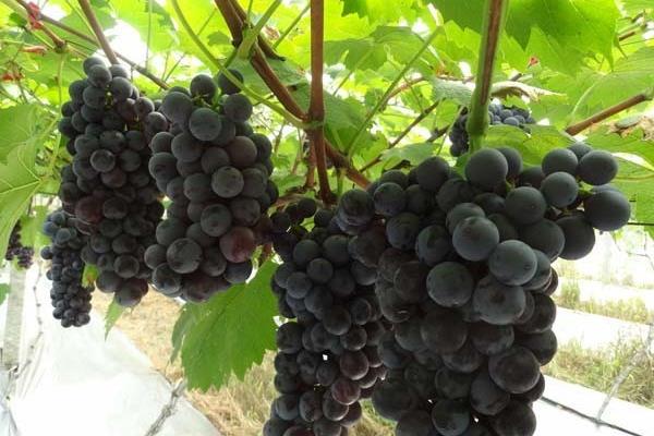 玫瑰香葡萄苗價格多少錢一株