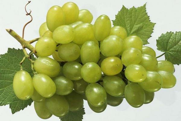 夢見綠葡萄是什么意思