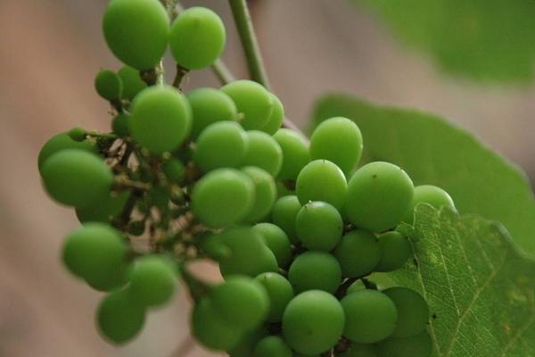 夢見綠葡萄是什么意思