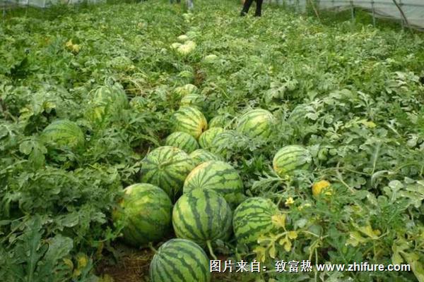大棚西瓜種植技術