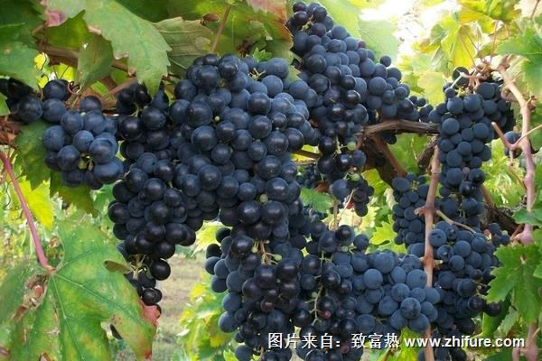 山葡萄的營養(yǎng)價(jià)值