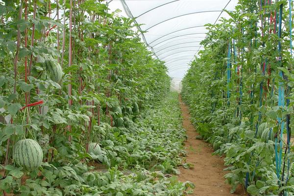 大棚西瓜種植技術(shù)視頻