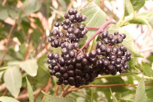 山葡萄的營養價值