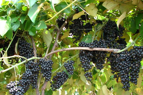 山葡萄的營養價值