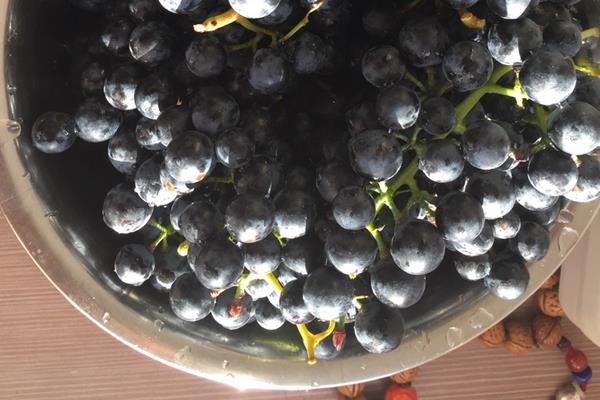 山葡萄的營養價值