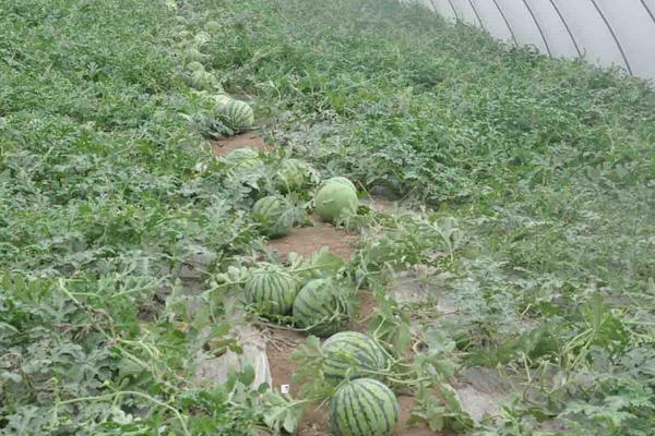 大棚西瓜種植技術(shù)視頻