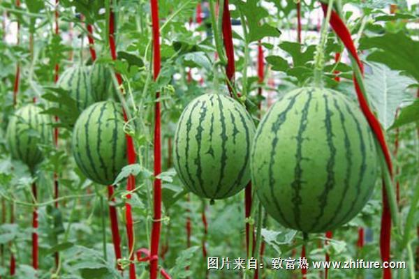 西瓜科學種植管理技術