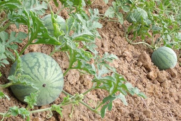 西瓜科學種植管理技術