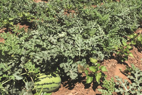 西瓜科學種植管理技術