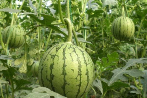 西瓜科學種植管理技術