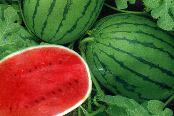 西瓜科學種植管理技術