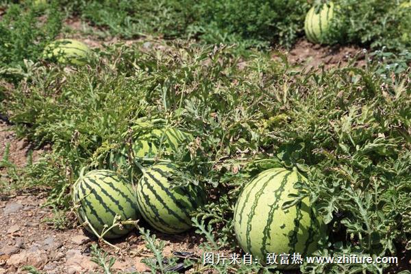 西瓜科學種植管理技術
