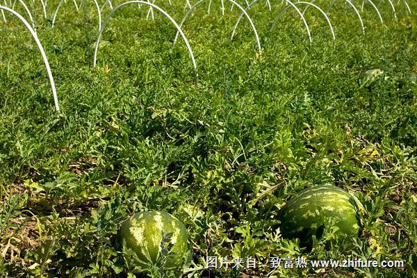 西瓜怎么種植